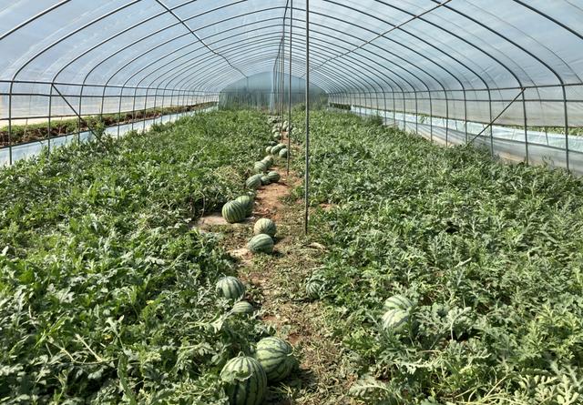 大棚种植西瓜利润(大棚种植西瓜亩产多少斤)