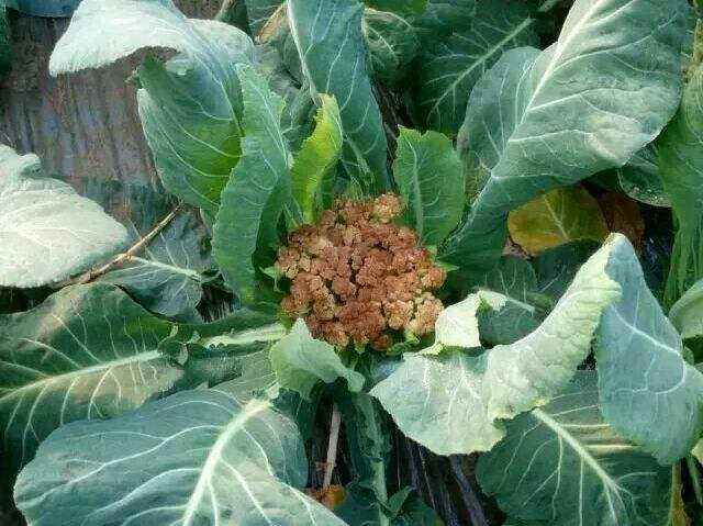 松花菜的种植技术(松花菜的种植技术视频)
