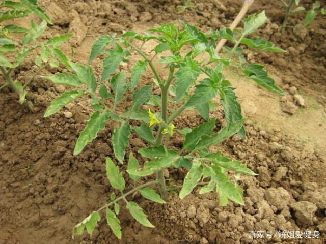 怎样种植西红柿增甜(怎样种植西红柿增甜的方法)