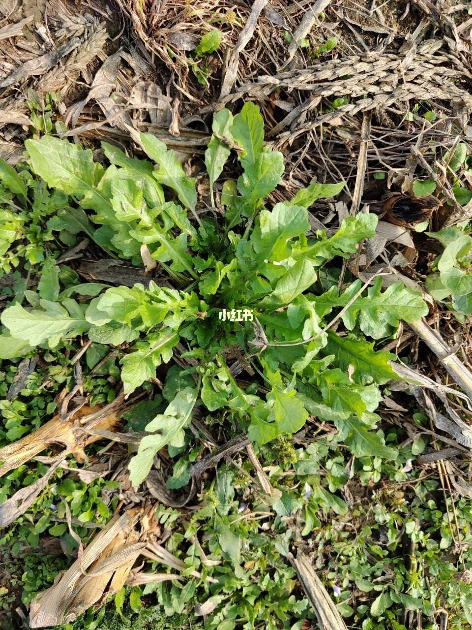 地菜就是荠菜吗(地菜就是荠菜吗对吗)