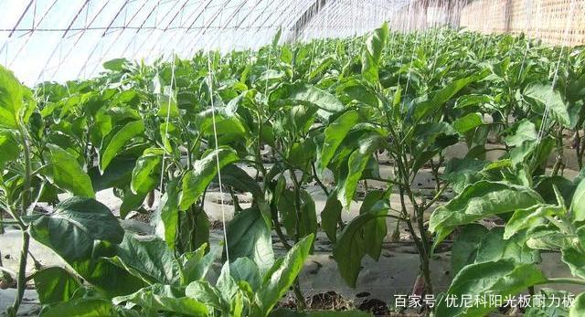 关于茄子怎样种植和管理使它会高产的信息