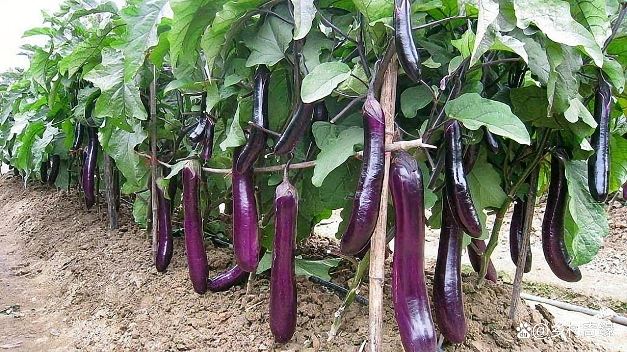 关于茄子怎样种植和管理使它会高产的信息