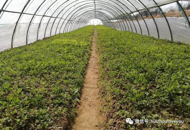 葛根怎样育苗(葛根的种苗怎么培育)