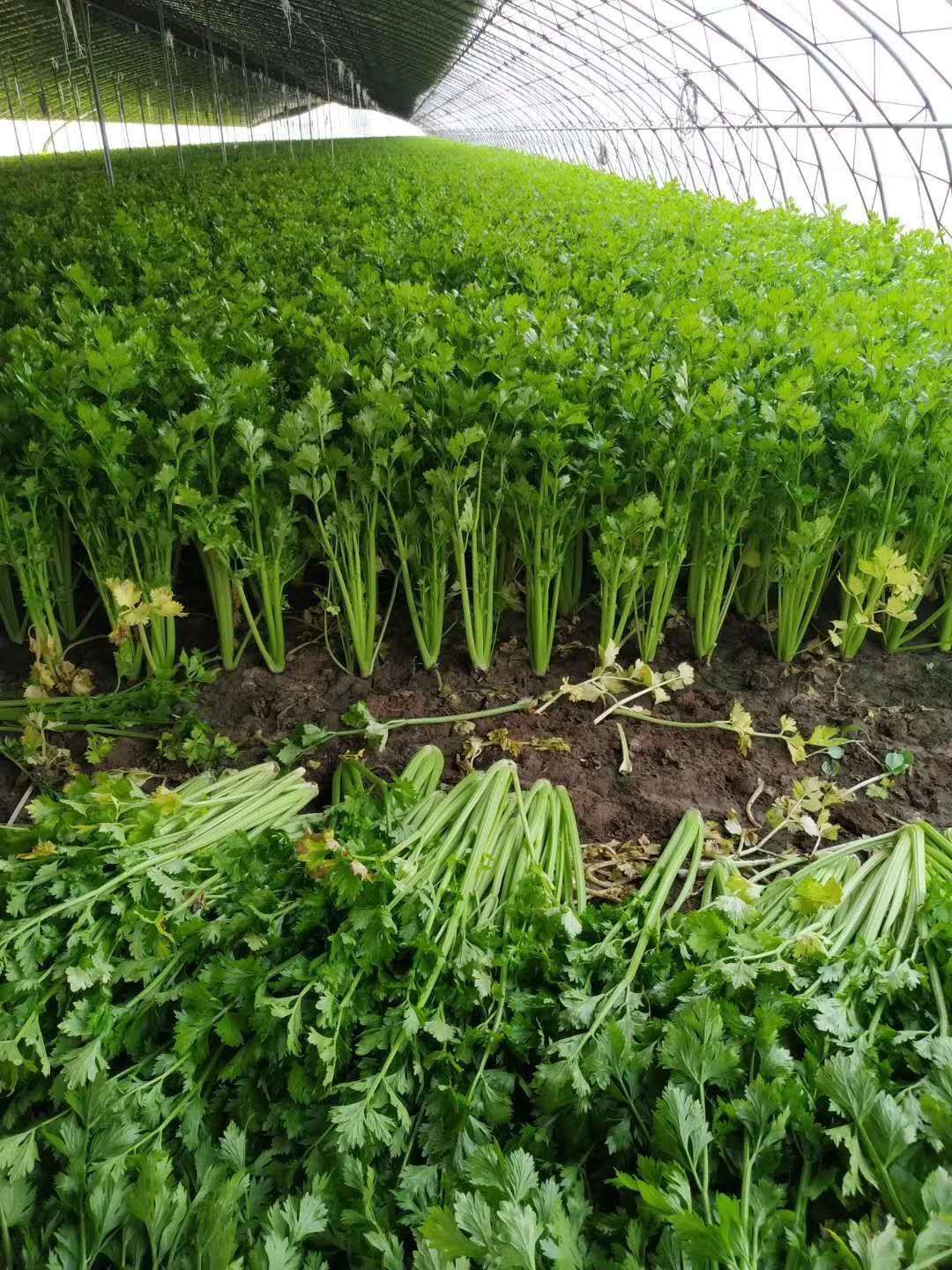 山东芹菜种植技术和种植时间(山东芹菜种植技术和种植时间及方法)