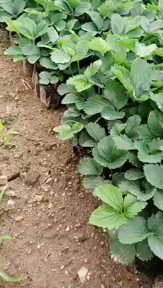 现在可以移栽草莓吗(现在可以移栽草莓吗视频)