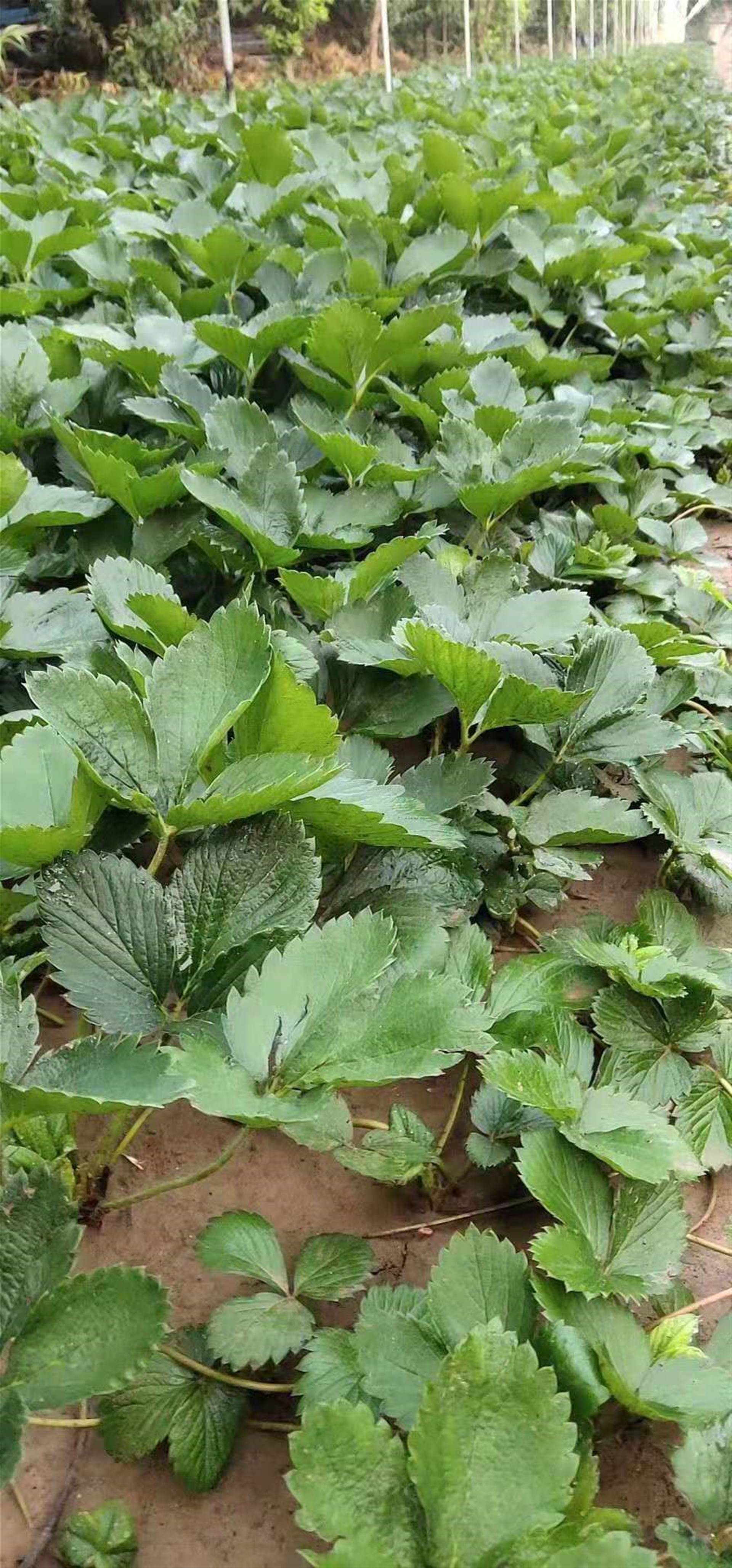 现在可以移栽草莓吗(现在可以移栽草莓吗视频)