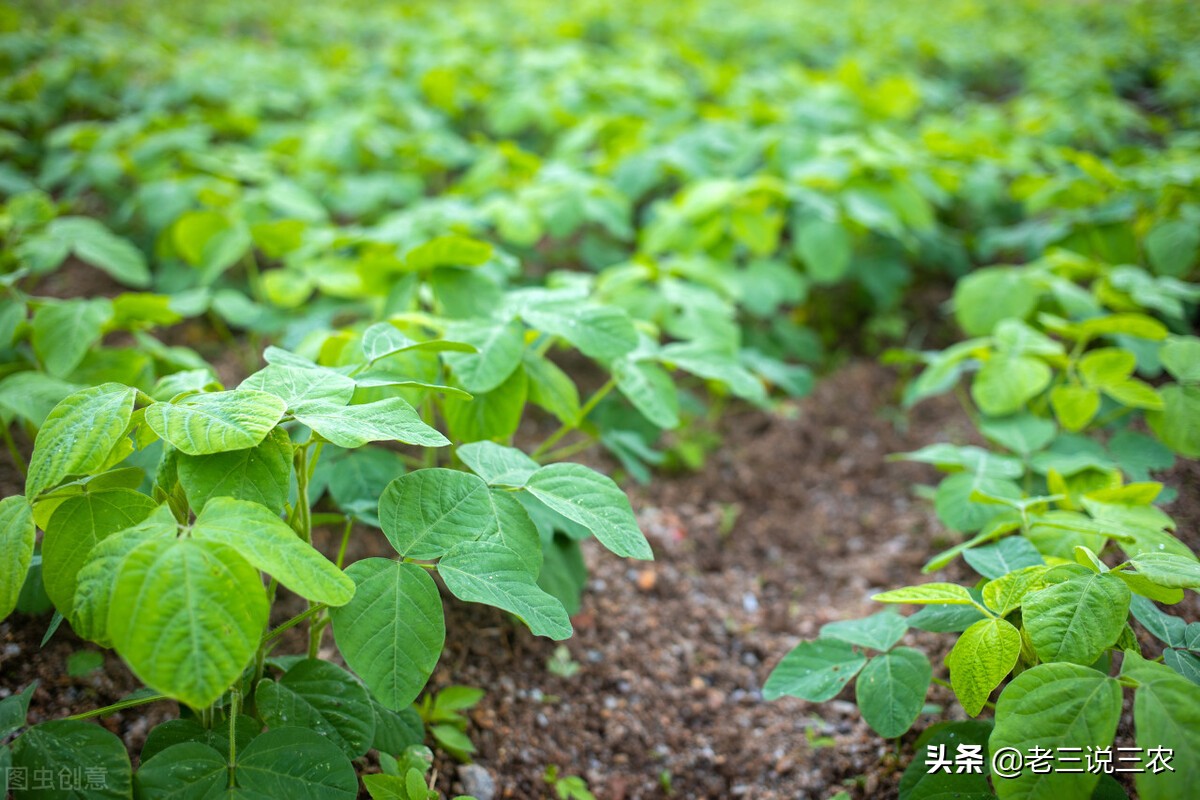 大豆苗的样子(大豆苗的样子图片大全)