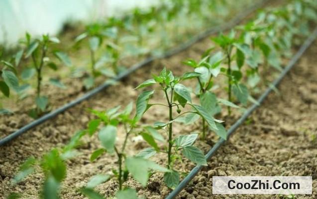 辢椒种植方法(种植辡椒怎么追肥)
