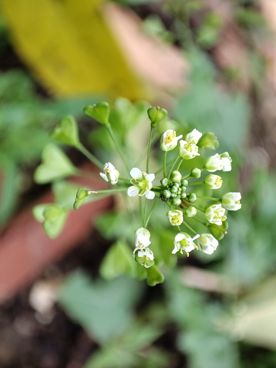 芥菜的花(芥菜的花图片)