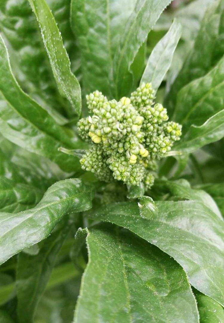 芥菜的花(芥菜的花图片)