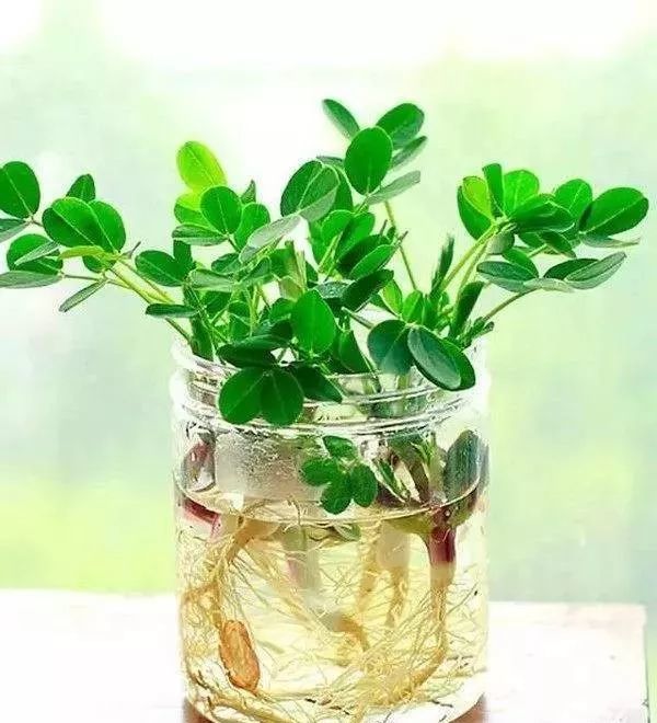 什么菜能水培种植?(家庭水培生菜的种植方法)