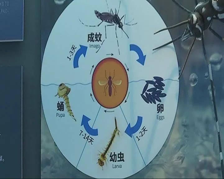 蚊子的繁殖周期(蚊子的繁殖周期有多长)