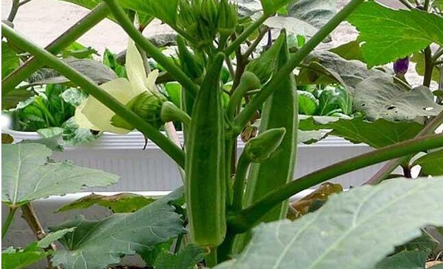秋葵秋天可以种吗(秋葵这个季节能种吗)