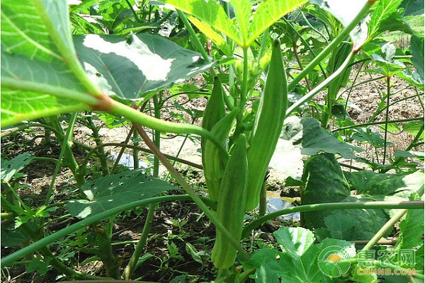秋葵秋天可以种吗(秋葵这个季节能种吗)