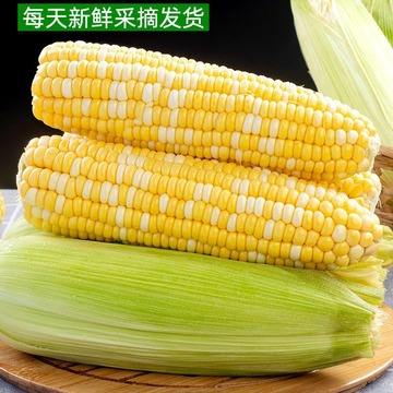 最甜的玉米品种(超甜玉米品种排名)