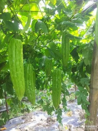 海南苦瓜种植时间(今年海南苦瓜多少钱一斤)