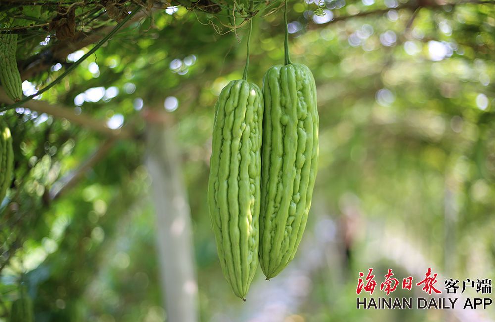 海南苦瓜种植时间(今年海南苦瓜多少钱一斤)