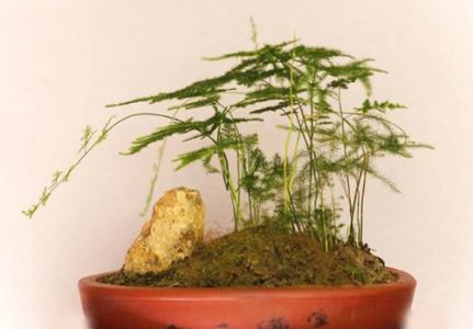 唐山文竹的养殖方法(唐山文竹的养殖方法和注意事项)