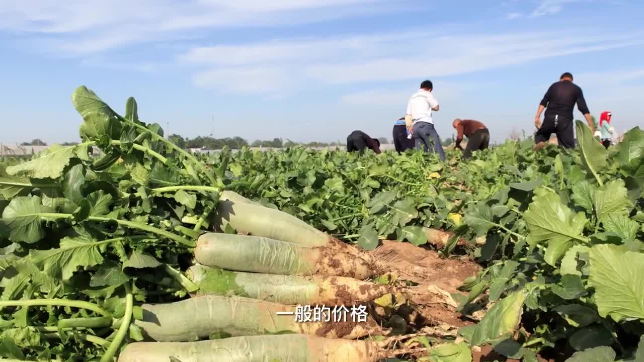 绿萝卜种植(绿萝卜种植时间)
