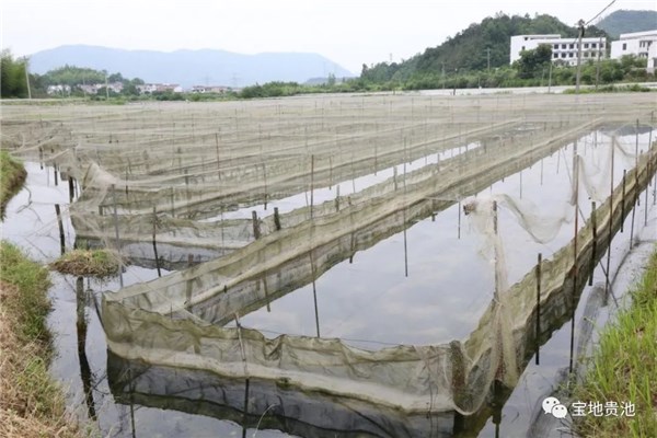 水蛭养殖技术培训(水蛭养殖技术交流群)