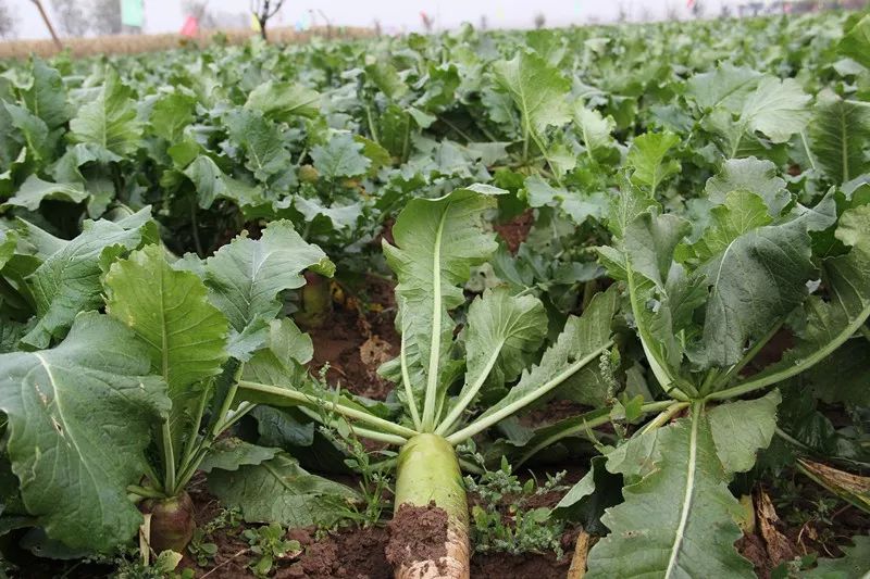 萝卜种植多久可以吃(萝卜种植多长时间可以收获)