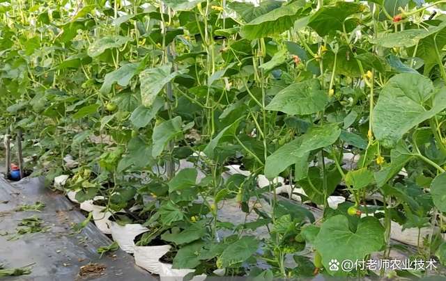 种黄瓜地能重茬种吗(种黄瓜地能重茬种吗有毒吗)