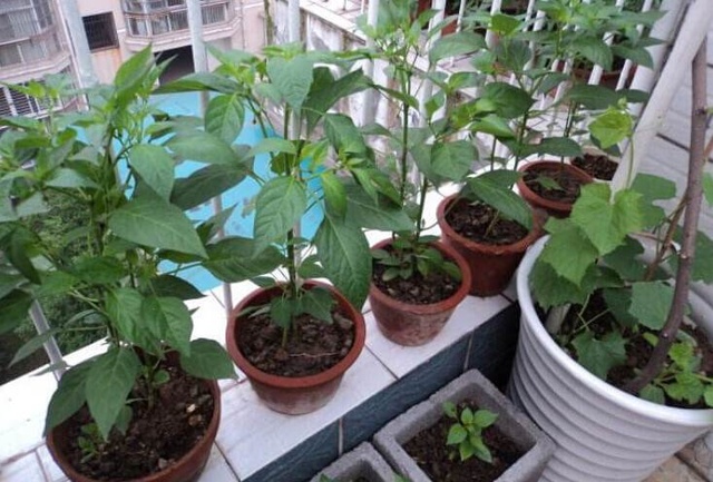 自家花盆种辣椒的方法(自家花盆种辣椒的方法可东)