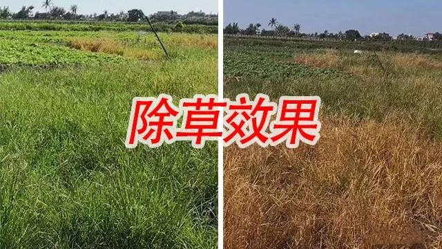 用人工推的除草除草剂钱(人工除草和药剂除草的优缺点)