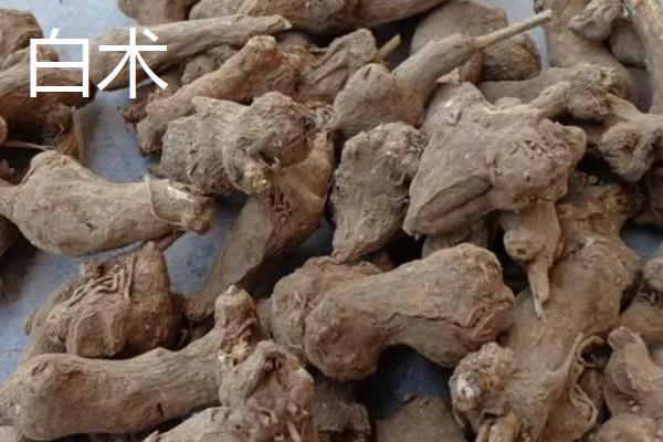 白术的管理与防治病虫(白术的管理与防治病虫害有哪些)