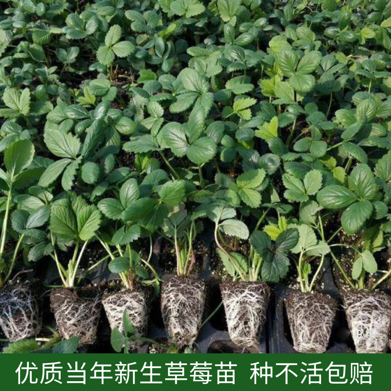 盆栽草莓苗的种植方法(盆栽草莓苗的种植方法及管理盆栽无花果)