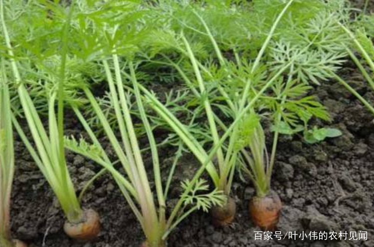 红萝卜应该怎么种(红萝卜怎么种植方法视频教程)