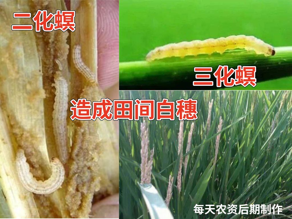 杀虫双价格图片(杀虫双的作用和用途)