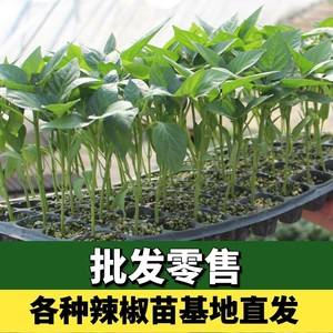 青圆椒种植方法(圆青椒的种植时间和方法)