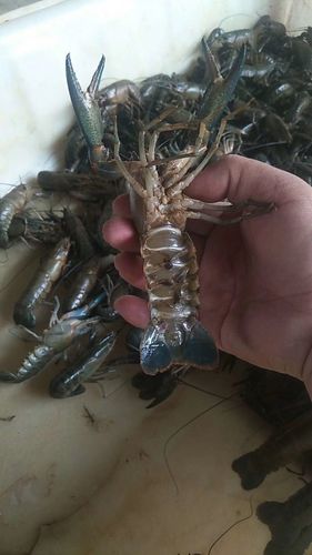 龙虾的养殖方法视频(龙虾的养殖方法视频教程)