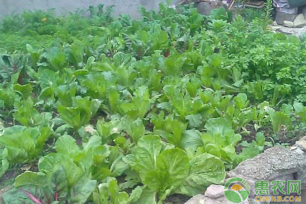 菜种植方法(夜香花菜种植方法)