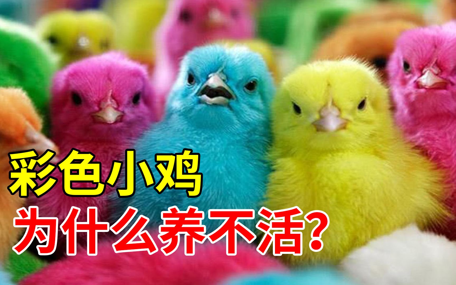 染色的小鸡怎么养(染色的小鸡怎么养大)