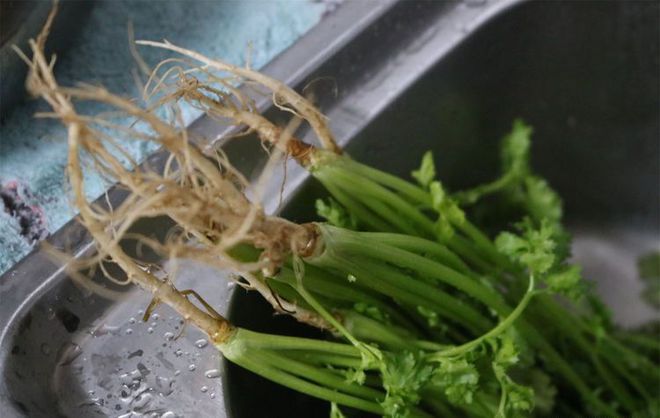香菜根在家怎么种植方法(香菜根在家怎么种植方法图解)