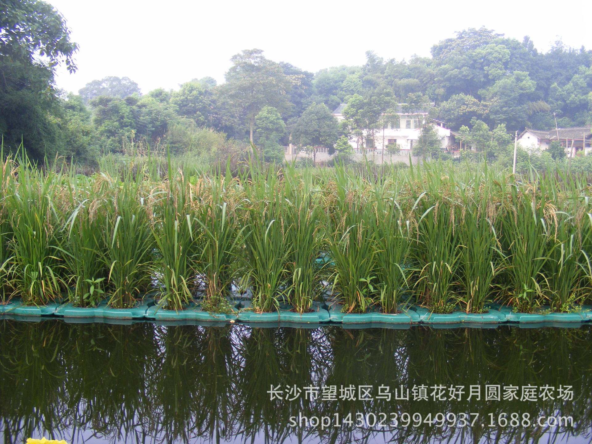 水上蔬菜种植技术(水上蔬菜种植技术要点)