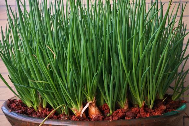 4月种植什么蔬菜(现在适宜种植什么蔬菜)