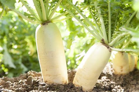 白萝卜的种植方法(白萝卜的种植方法和时间视频教程)