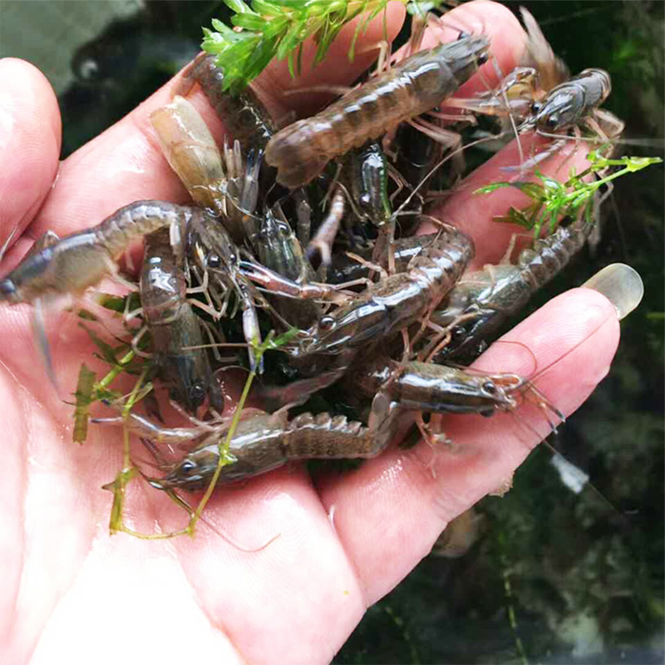 澳洲谈水龙虾养殖技术(科技苑澳洲淡水龙虾养殖视频)