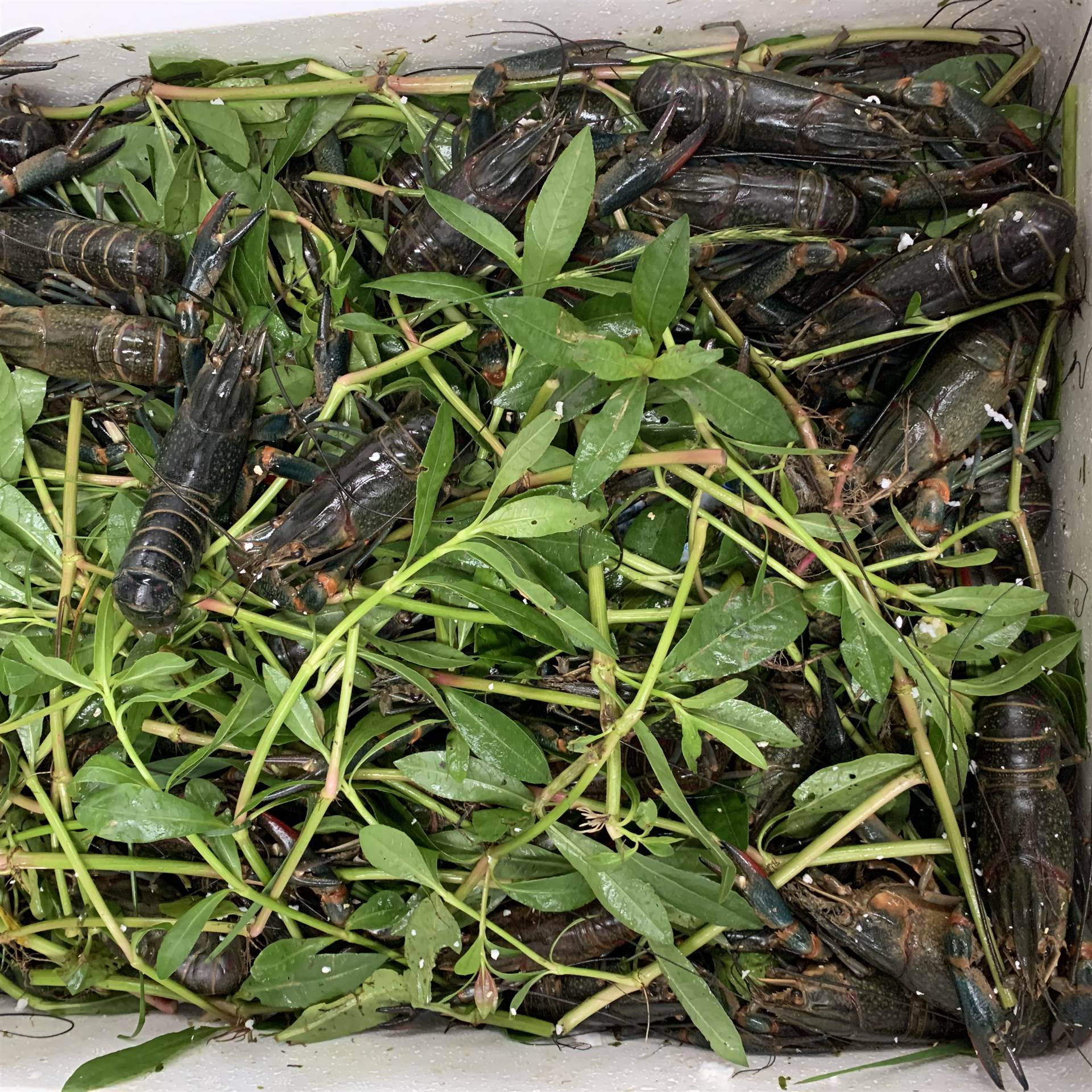 澳洲谈水龙虾养殖技术(科技苑澳洲淡水龙虾养殖视频)