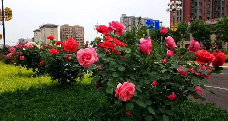 开花期需要施肥吗(花生开花期需要施肥吗)