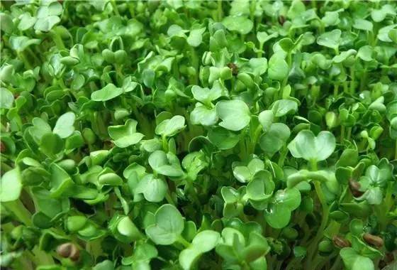 黄豆芽菜种植方法(黄豆芽菜的种植方法)