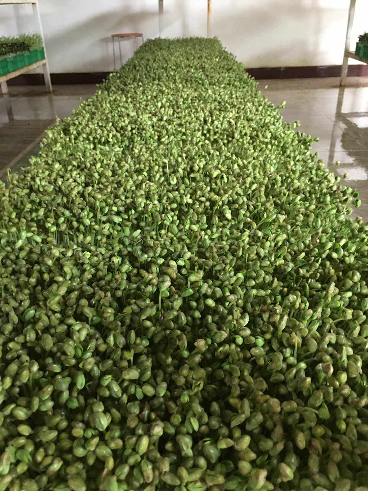 黄豆芽菜种植方法(黄豆芽菜的种植方法)