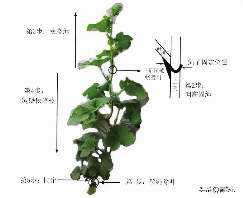 西瓜甜瓜设施栽培技术(西瓜甜瓜设施栽培技术与管理)