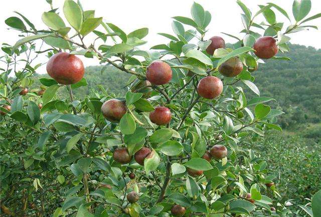 油茶高产品种栽培(油茶高产品种栽培技术要求)