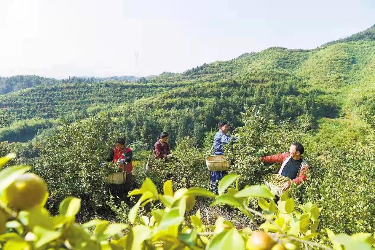 油茶高产品种栽培(油茶高产品种栽培技术要求)