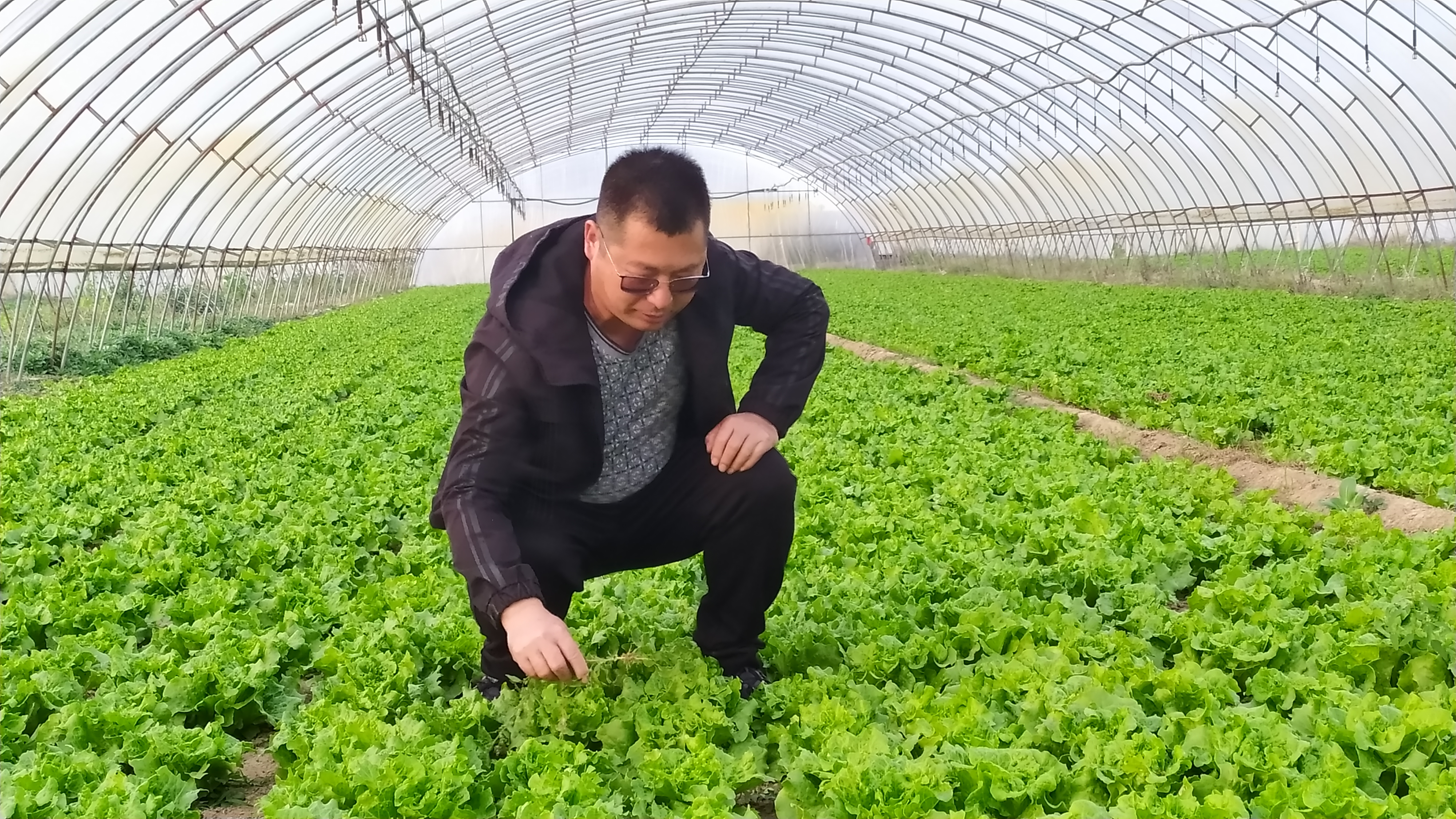 新乡蔬菜(新乡蔬菜批发市场菜价)