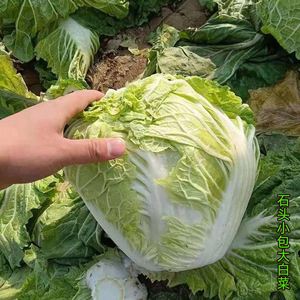 新乡蔬菜(新乡蔬菜批发市场菜价)